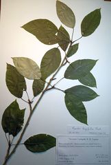 Populus longifolia