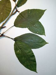 Populus longifolia
