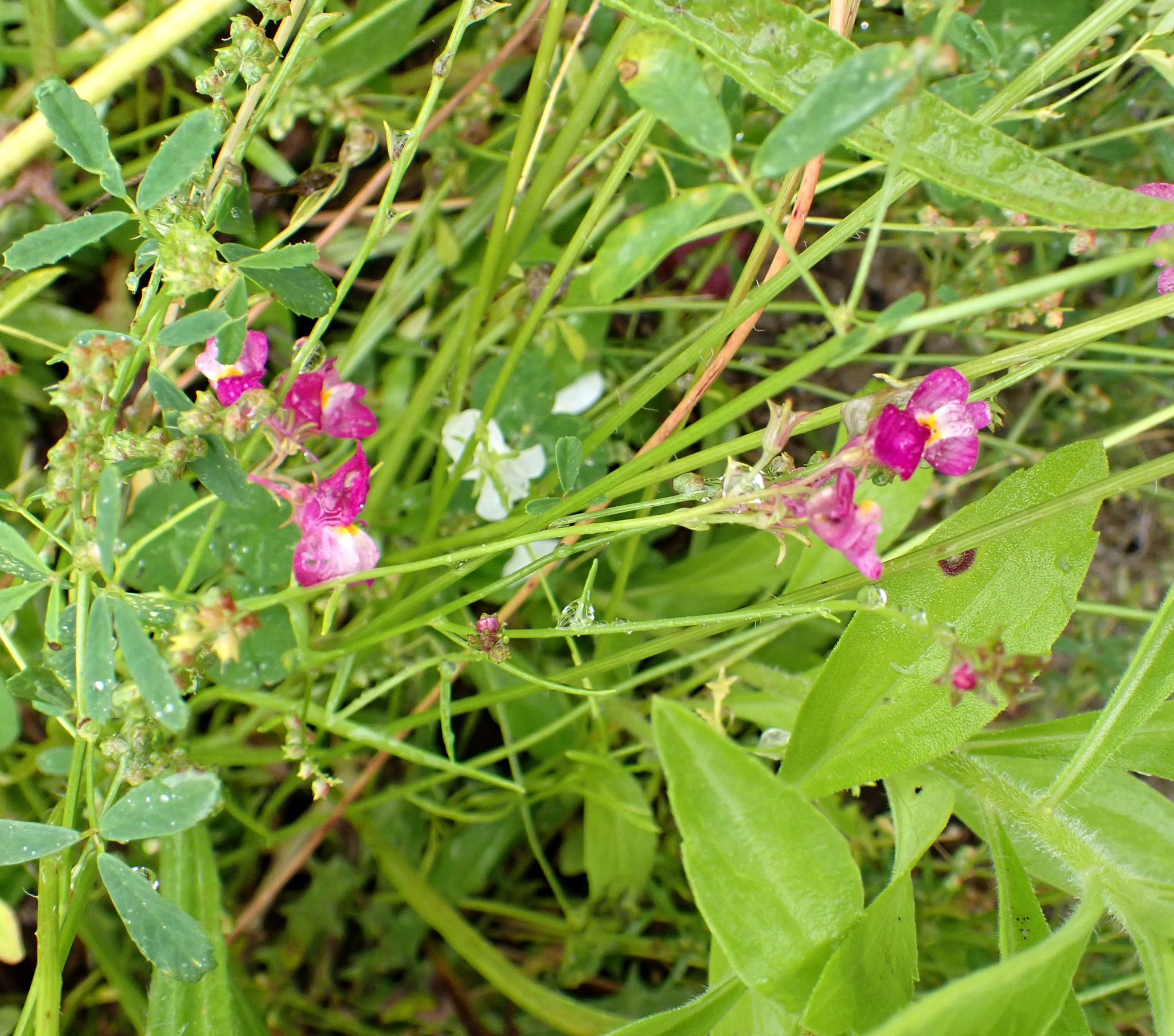 Fairy toadflax