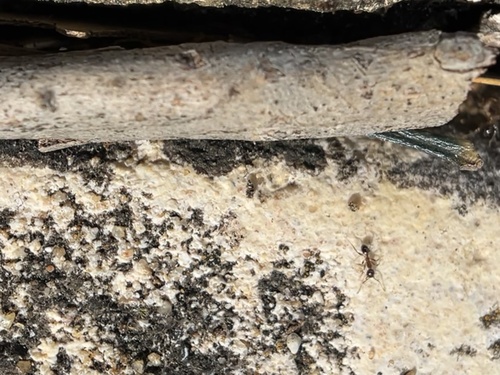 背视图图像 - e_gill