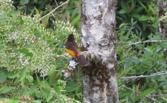 Ramphocelus flammigerus flammigerus