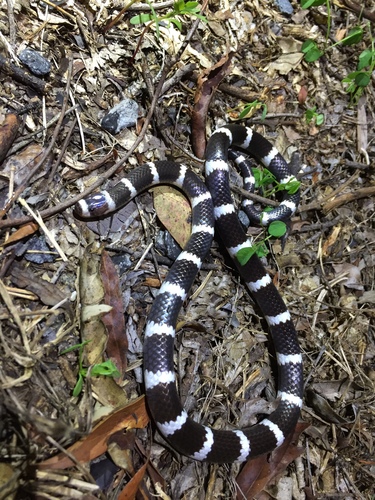 Photo of a Bandy Bandy (Vermicella annulata)