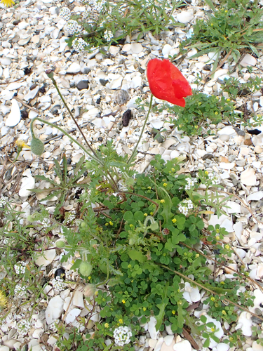 Shirley poppy