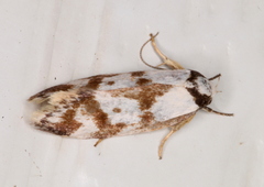 Palimmeces variegata