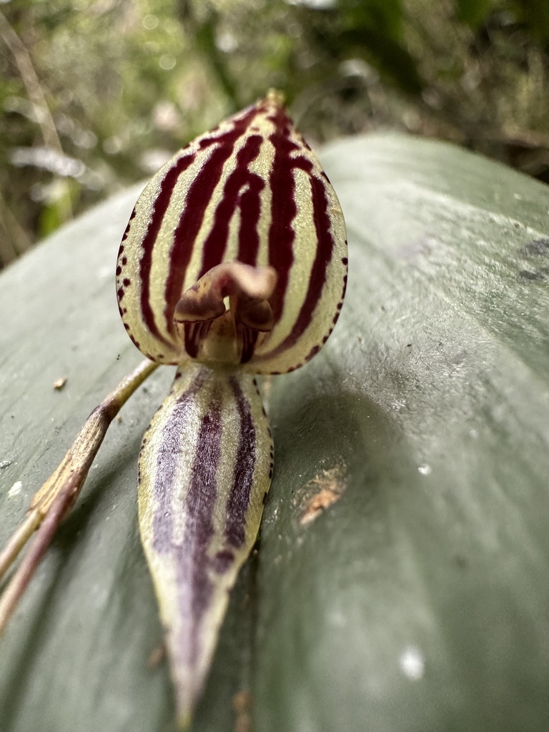 Pleurothallis bicornis; photograph (c) Nicolás Baresch Uribe, some rights reserved (CC BY)