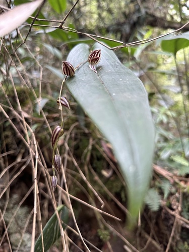 Pleurothallis bicornis, photograph 2