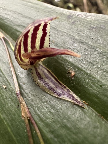 Pleurothallis bicornis, photograph 1