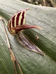 (c) Nicolás Baresch Uribe, some rights reserved (CC BY) Pleurothallis bicornis, photograph (c) Nicolás Baresch Uribe, some rights reserved (CC BY)