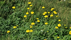 Cotula discolor
