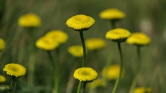 Cotula discolor