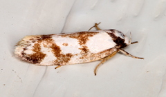 Palimmeces variegata