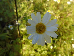 Anthemis chia