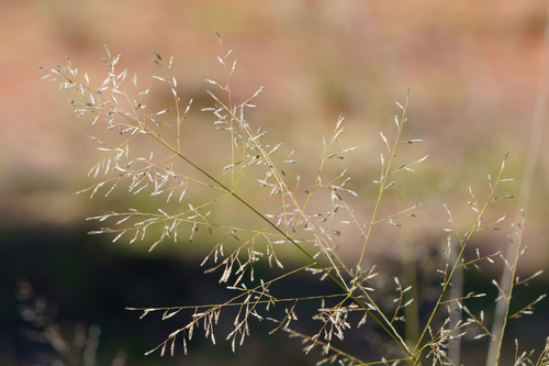 Broad curly leaf (Eragrostis cylindriflora)
