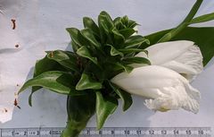 Costus arabicus