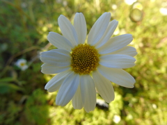 Anthemis chia