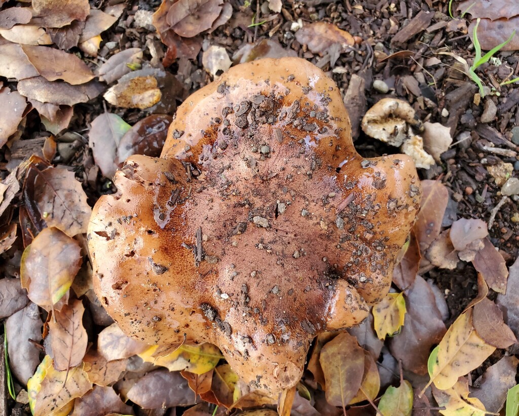 Tricholoma dryophilum · December 2025 · photo: © arlenedevitt (iNaturalist, cc-by)