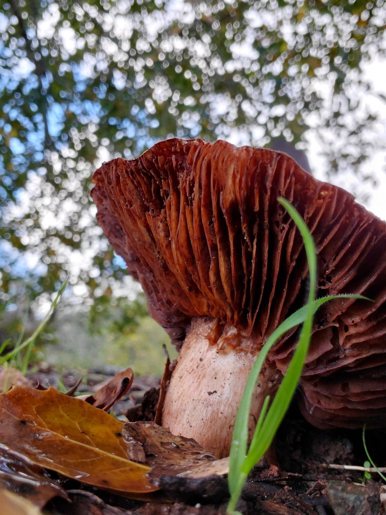 Tricholoma dryophilum · December 2025 · photo: © arlenedevitt (iNaturalist, cc-by)