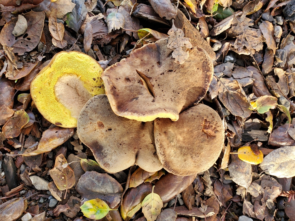 Xerocomus subtomentosus