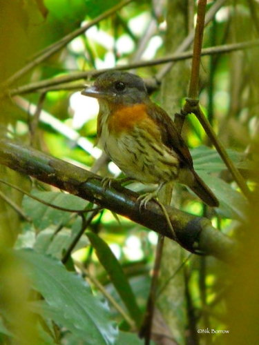iNaturalist image