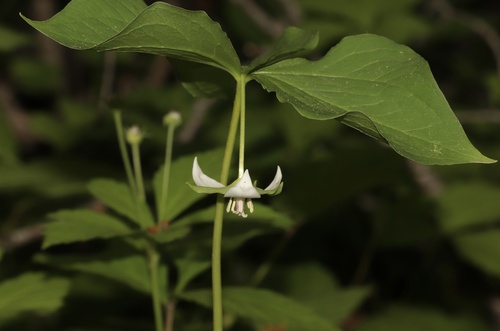nodding trillium (Trillium cernuum)