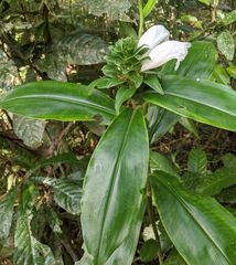 Costus arabicus
