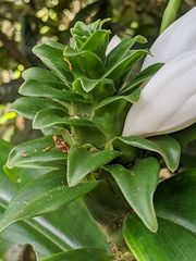 Costus arabicus