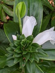 Costus arabicus