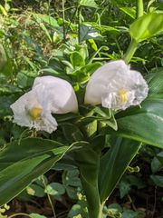 Costus arabicus