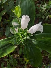 Costus arabicus