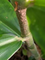 Costus arabicus