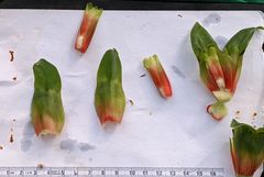 Costus arabicus