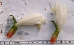 Costus arabicus