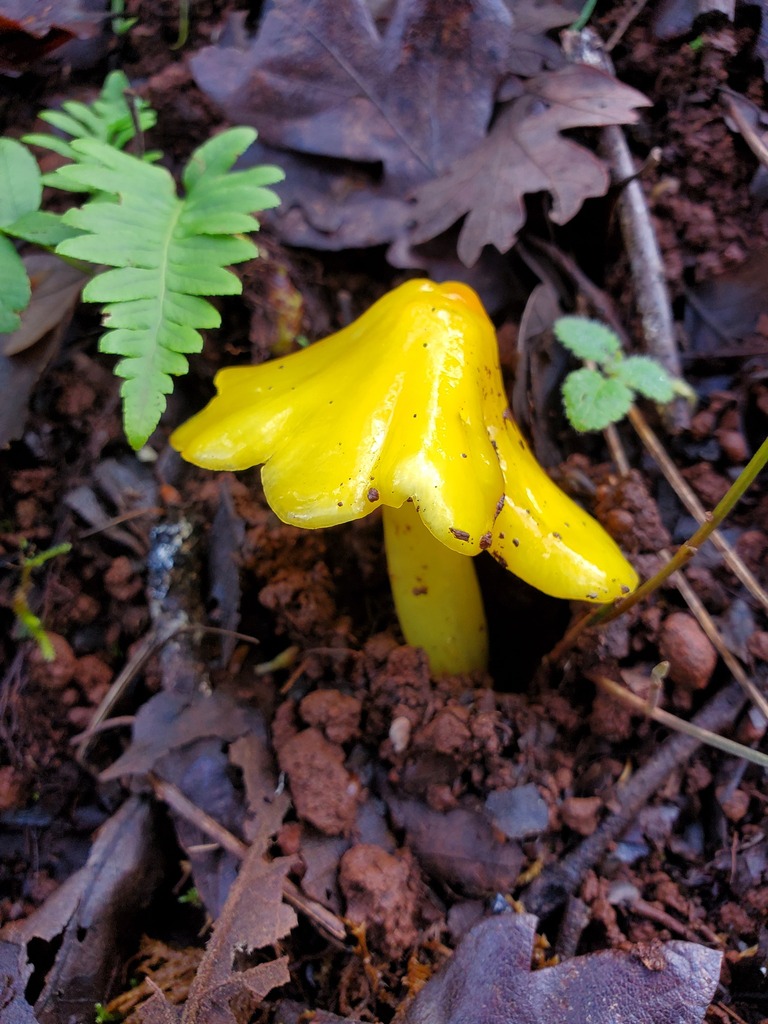 Hygrocybe acutoconica · December 2025 · photo: © arlenedevitt (iNaturalist, cc-by)