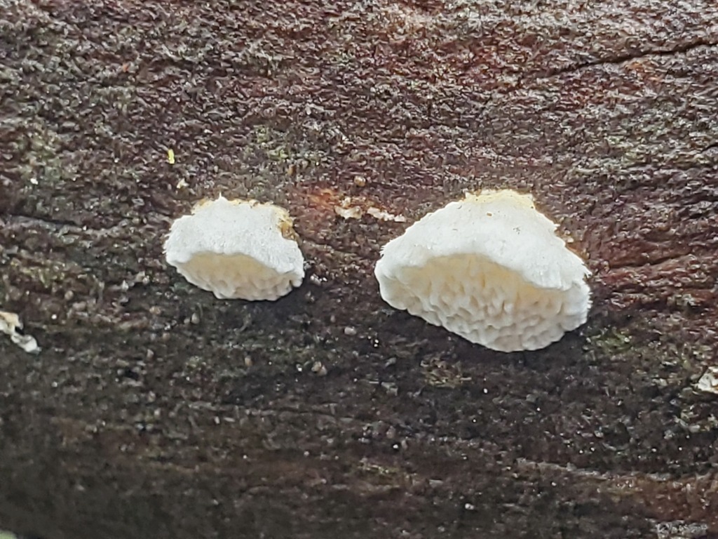 Fomitopsis madronae · December 2025 · photo: © arlenedevitt (iNaturalist, cc-by)