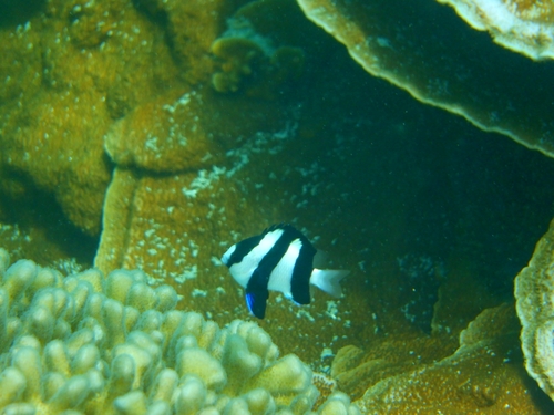 Banded humbug (Dascyllus aruanus) — Pomacentridae