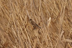 Emberiza schoeniclus