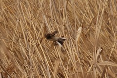 Emberiza schoeniclus