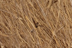 Emberiza schoeniclus