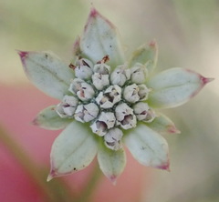 Alepidea capensis capensis