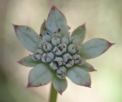 Alepidea capensis capensis