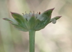 Alepidea capensis capensis