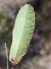 Alepidea capensis capensis