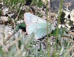 Colias nastes