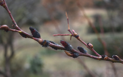 Salix gracilistyla