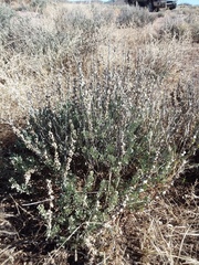 Atriplex obovata