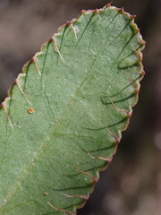 Alepidea capensis capensis