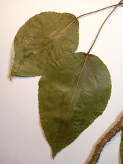 Populus longifolia