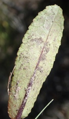 Alepidea capensis capensis