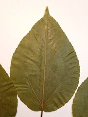 Populus longifolia