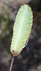 Alepidea capensis capensis
